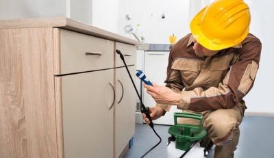 مكافحة الفئران